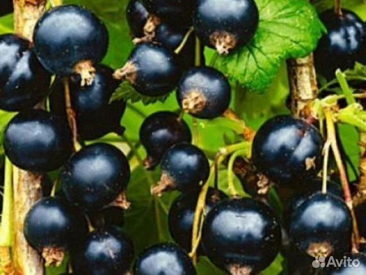 Саженцы черной смородины