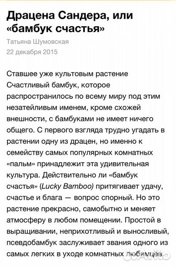 Драцена Сандера (бамбук счастья)