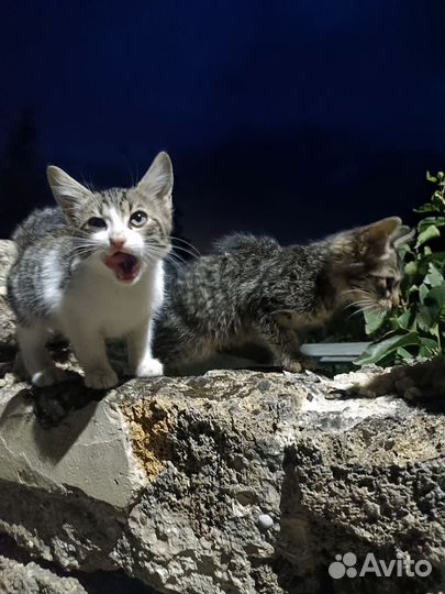 Кот и кошка