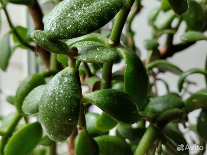 Крассула толстянка (Денежное дерево)