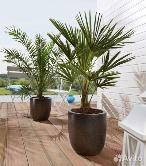 Пальма финиковая 160см большая в горшке
