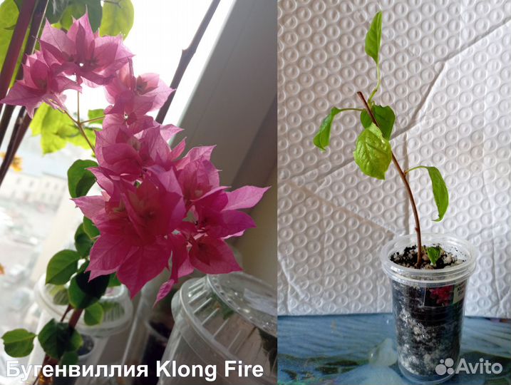 Бугенвиллии из домашней коллекции