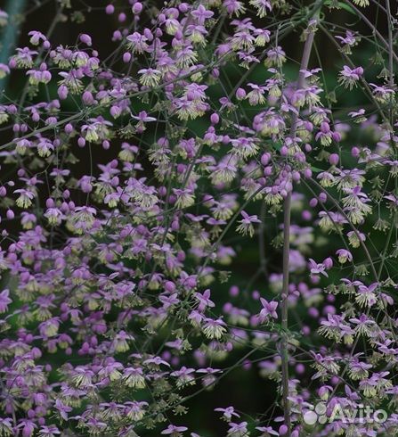 Василистник Делавея в горшке
