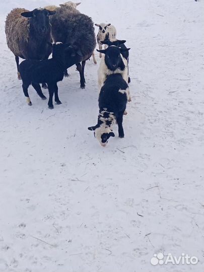 Дорпер кросс