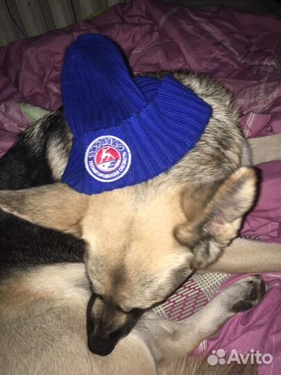 Восточноевропейская овчарка