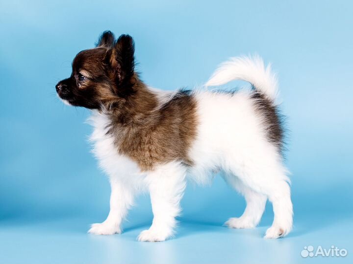 Папийона щенки