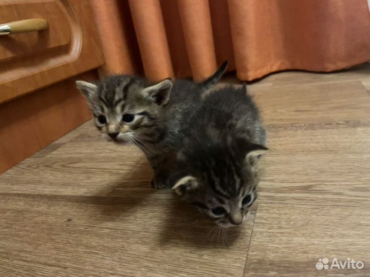 Отдам бесплатно в добрые руки