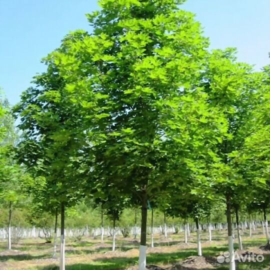 Клен остролистный