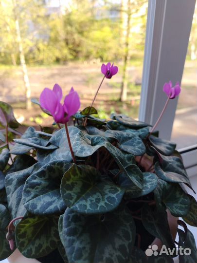 Комнатные цветы