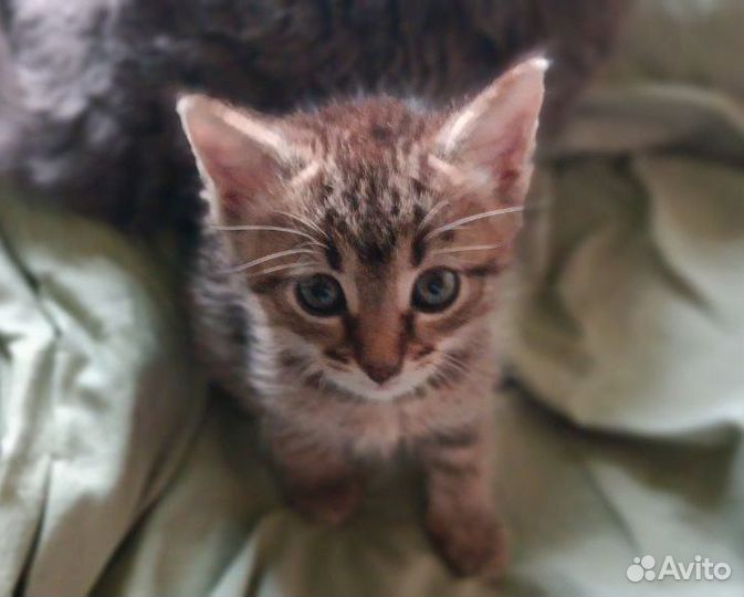 Котенок мальчик (около двух месяцев) в добрые руки