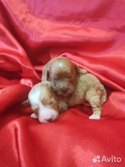 Щенок пудель