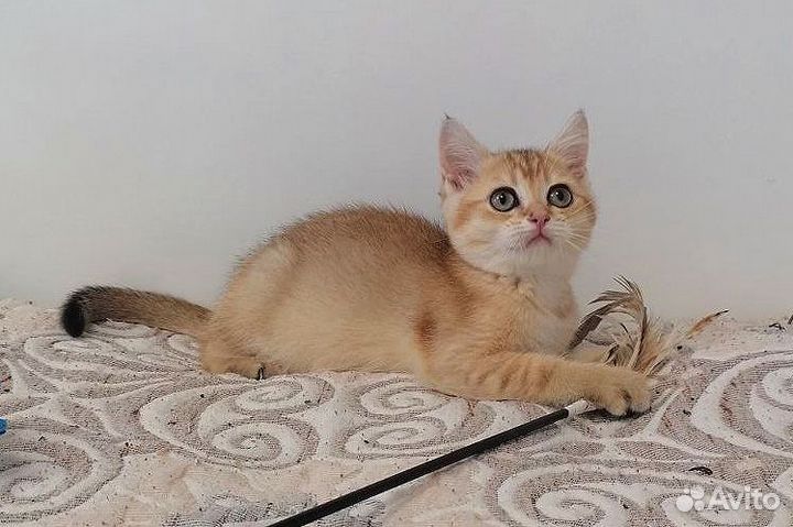 Золотая шиншилла, документы
