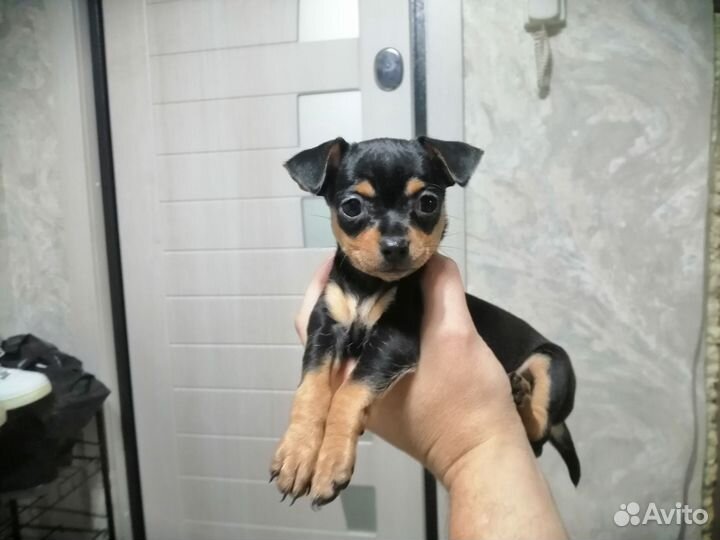 Той-терьер щенок