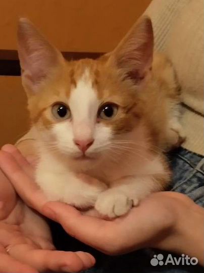 Котенок рыжий мальчик в дар добрые руки