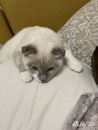 Отдам кота в добрые руки