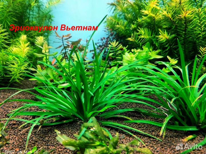 Аквариумные растения