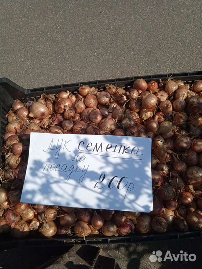 Лук семейка