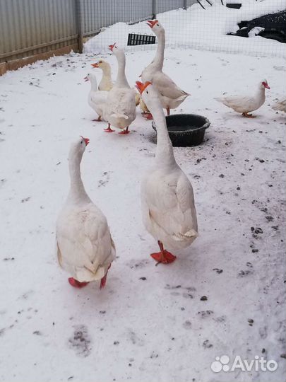 Гуси, гусь, гусыня породы Линда
