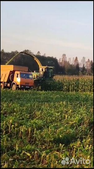 Силос кукурузный