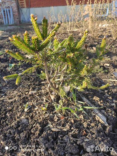 Ель обыкновенная Пуш (Picea abies Pusch)