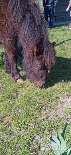 Шотландский пони