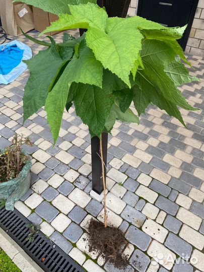 Малина клен душистая морозостойкая