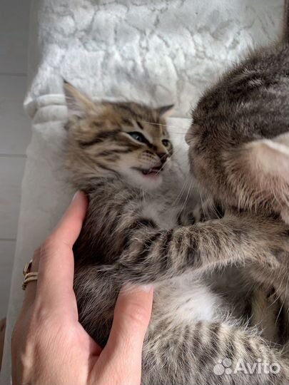 Котенок породам