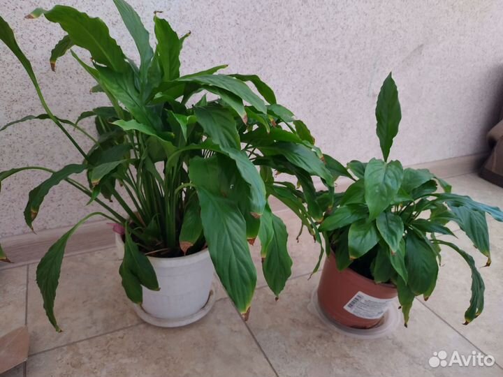 Комнатные растения цветы пеларгония антуриум