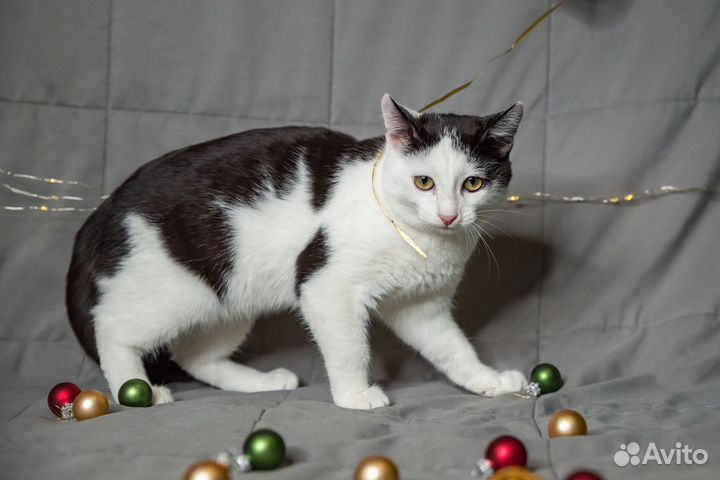 Ласковый и молодой котик