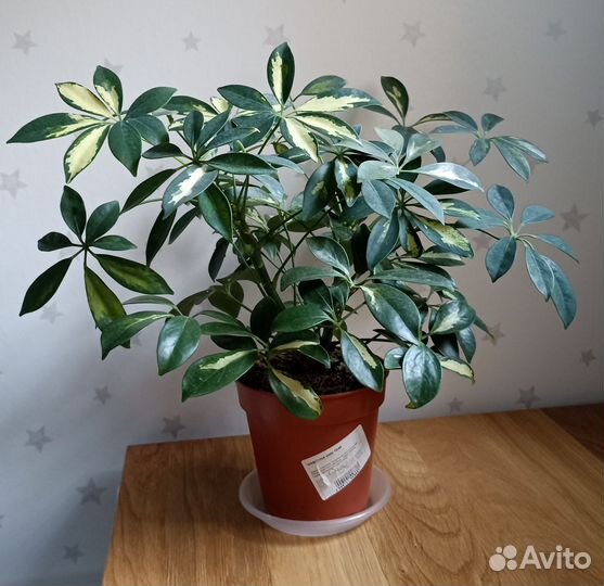 Шефлера вариегатная