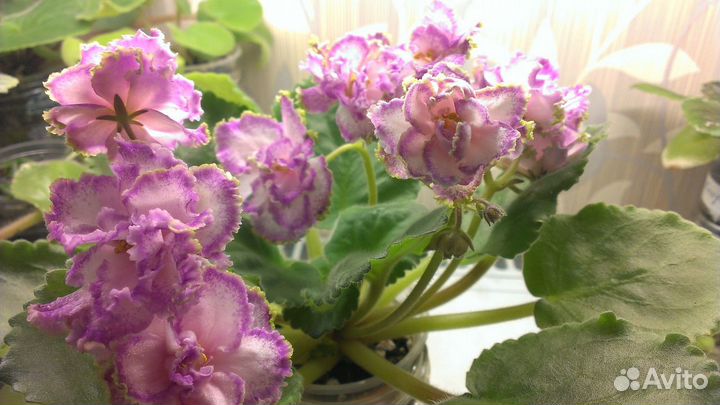 Ек-Экзотика сортовая фиалка