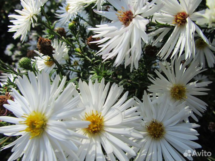 Саженцы астра Аден