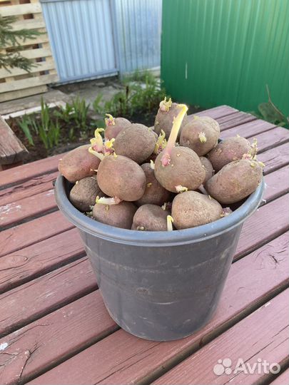 Семенной картофель