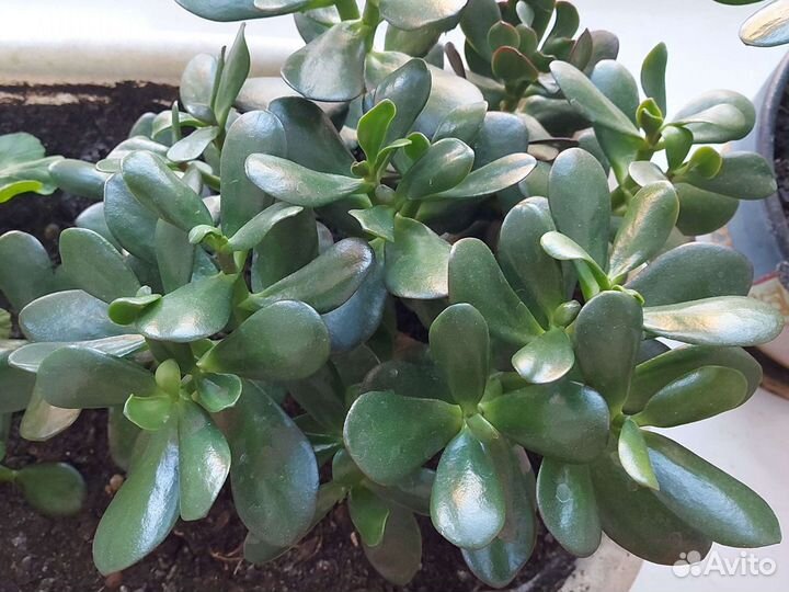 Толстянка, денежное дерево