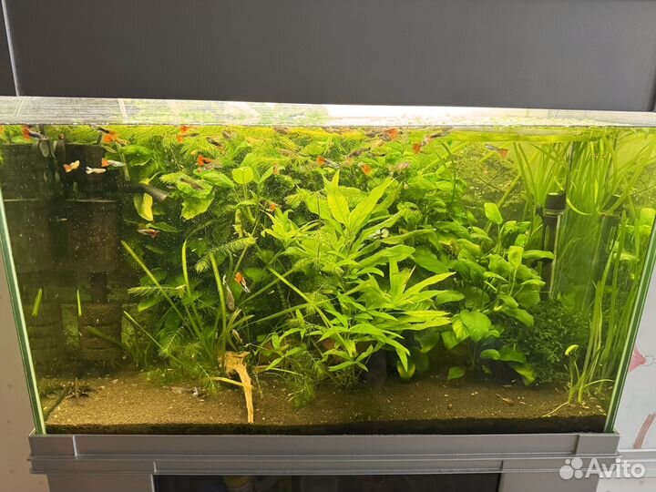 Аквариум 100л с тумбой, рыбками и аппаратурой