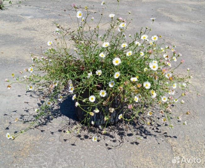 Мелколепестник (Эригерон)