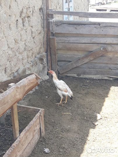 Бойцовая курица