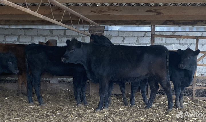 Продаются телки
