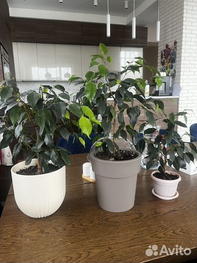 Фикус бенджамина