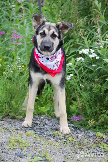 Собака miss очарование ищет дом