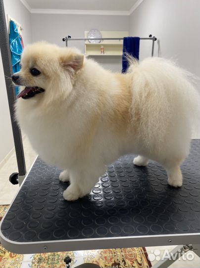 Стрижка, грумминг собак и кошек