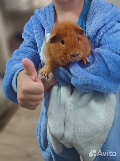 Американский тедди