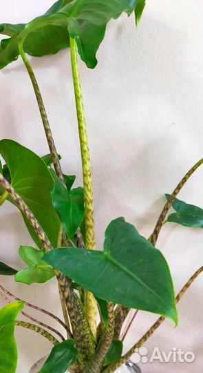 Aлоказия Zebrina Siberian Tiger