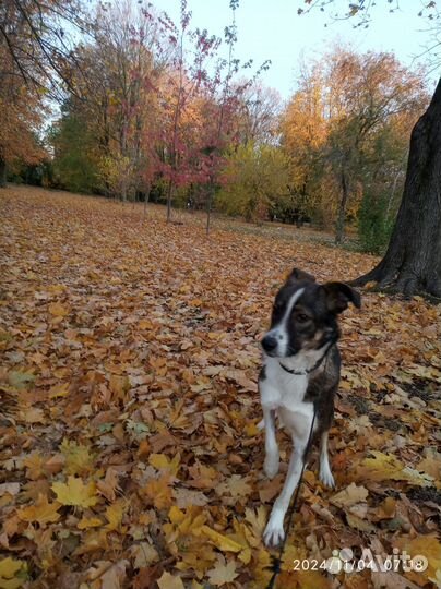 Алиса добрейшая собака