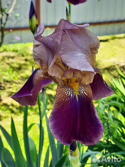 Ирисы бородатые сортовые