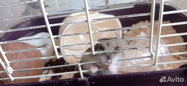 Передержка грызунов