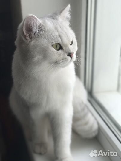 Вязка с британцем