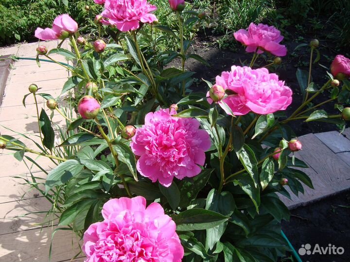 Пионы розовые