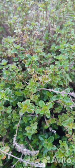 Тимьян, лук многоярусный