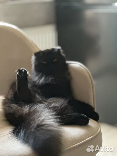 Шотландская вислоухая